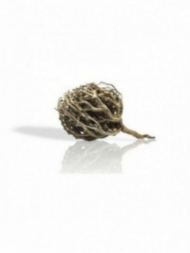 Rose de Jericho / chajarat...